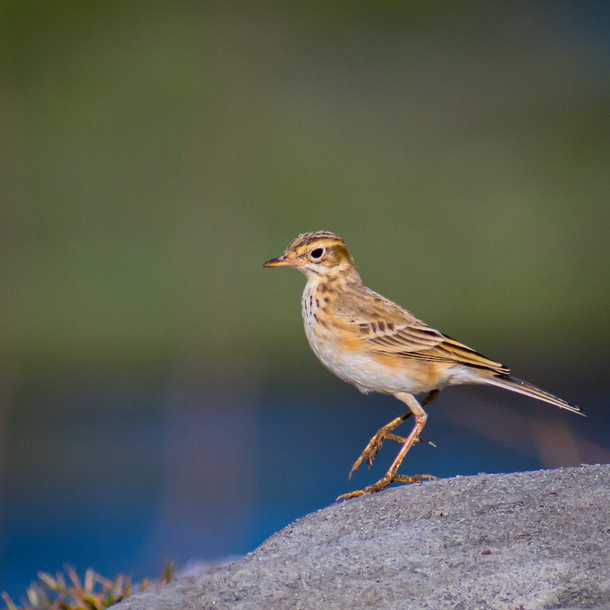 Paddyfield Pipit - ML646626672