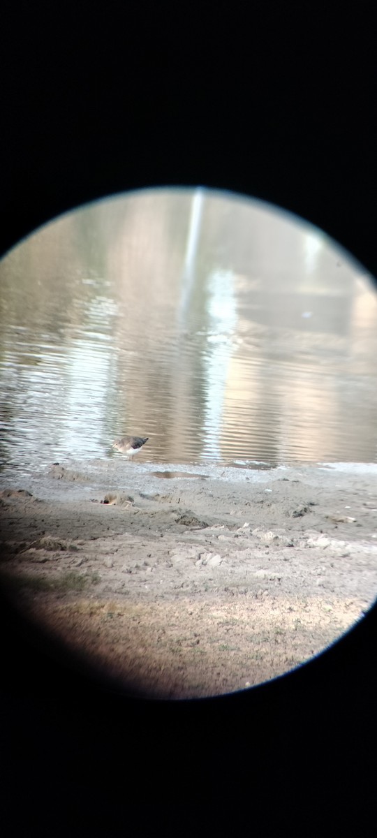 Drosseluferläufer - ML646626677