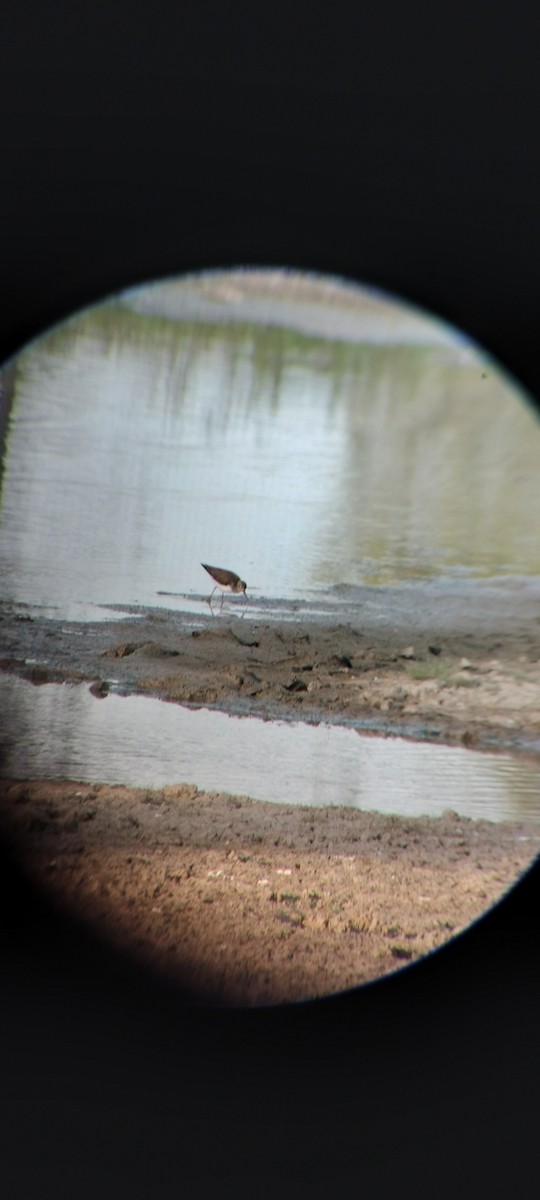 Drosseluferläufer - ML646626678