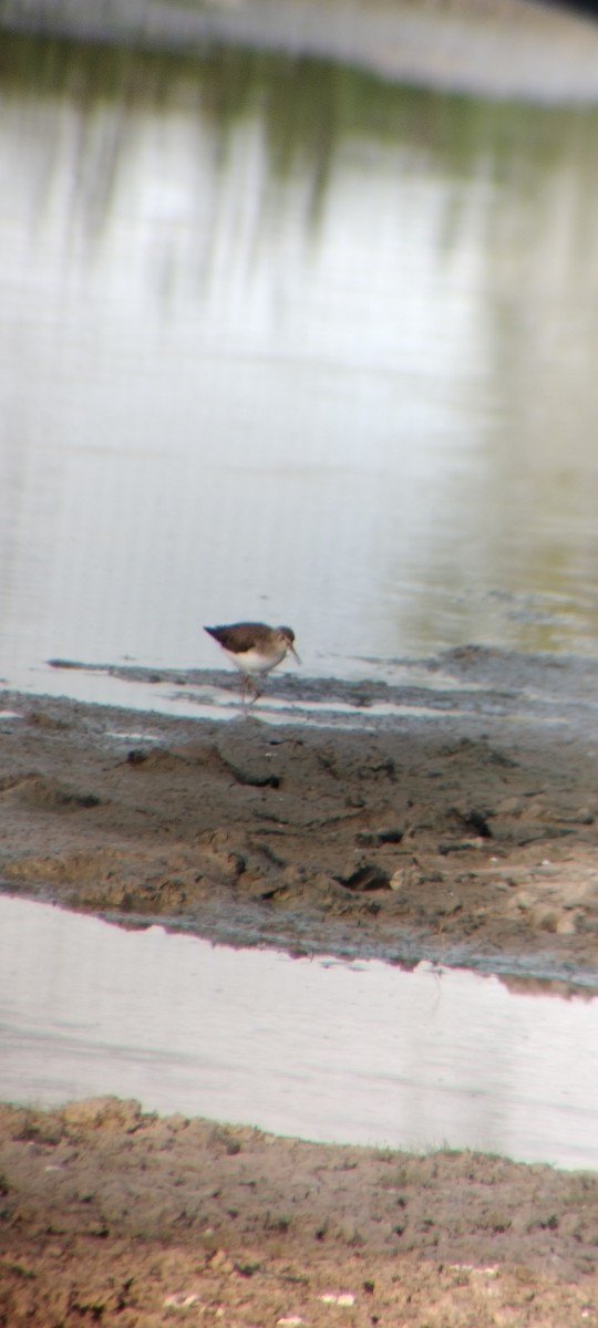 Drosseluferläufer - ML646626679