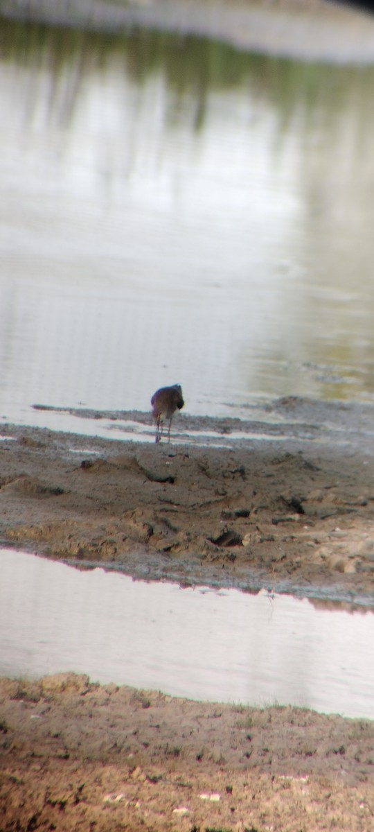 Drosseluferläufer - ML646626680