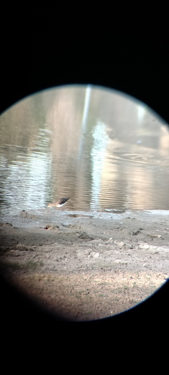 Drosseluferläufer - ML646626681