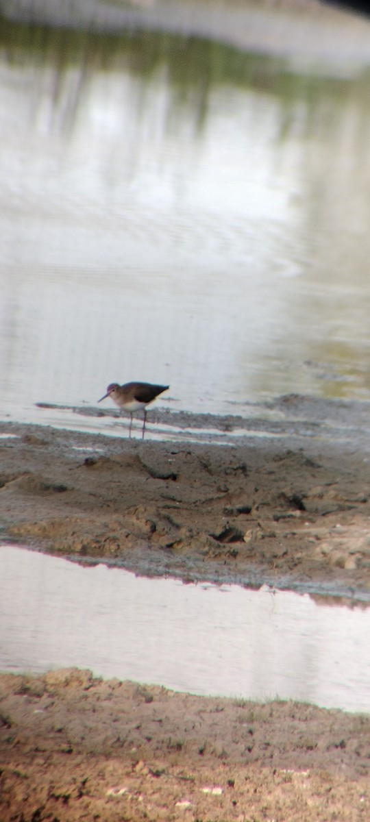 Drosseluferläufer - ML646626682