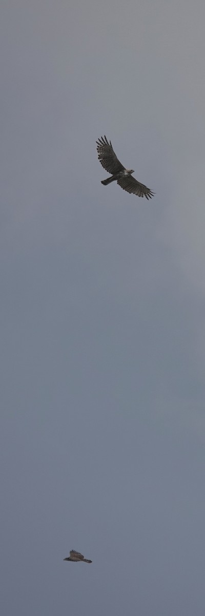 vekselskogørn - ML646626683