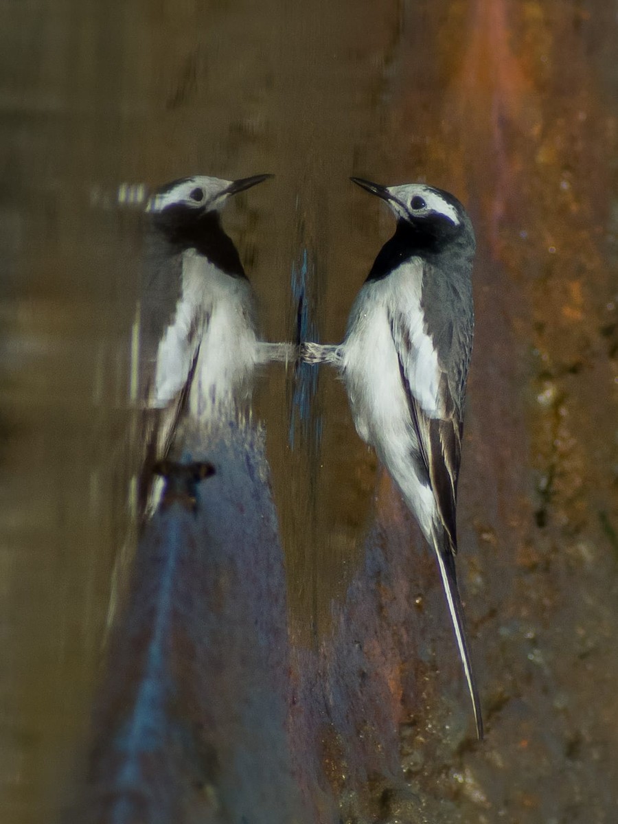 konipas bílý - ML646626684