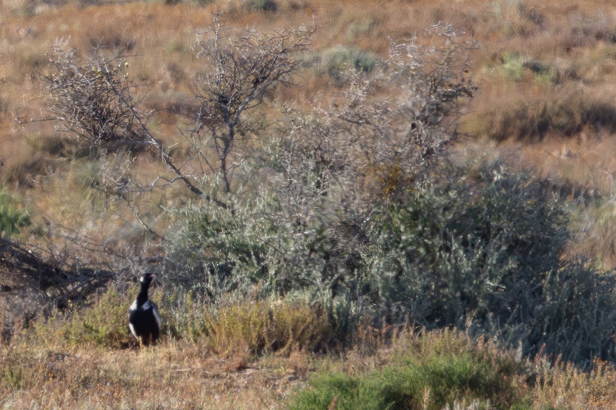 Gackeltrappe - ML646626685