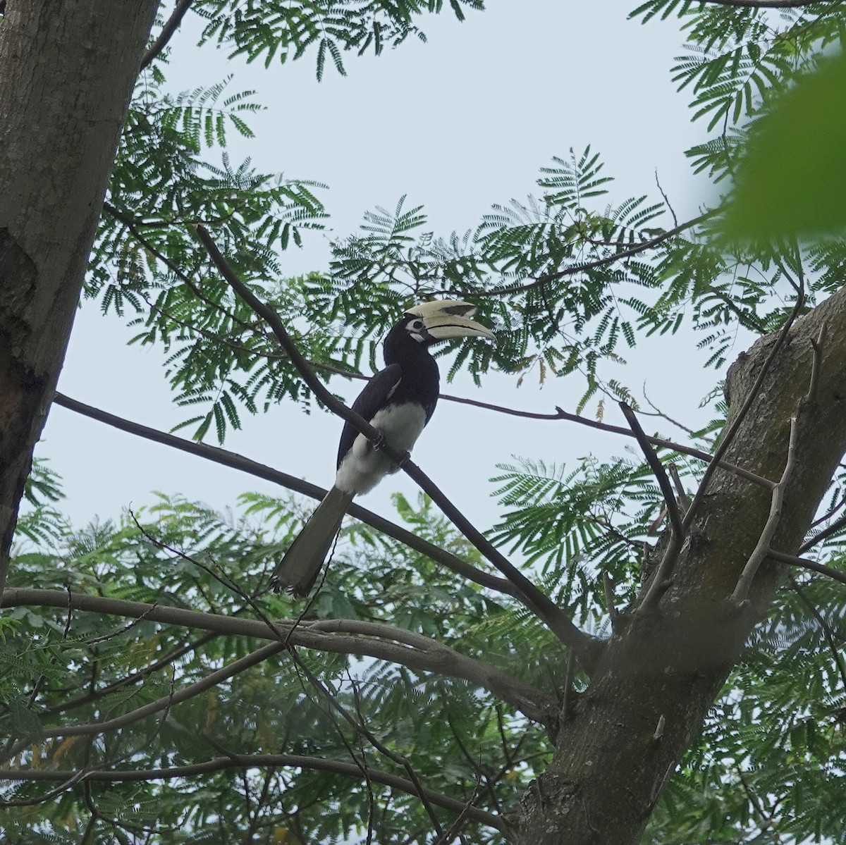 orienthornfugl - ML646626686