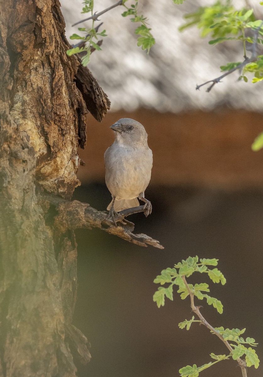 ミナミハイガシラスズメ - ML646626694