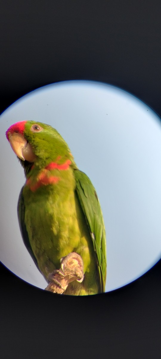 Kolumbiensittich - ML646626698