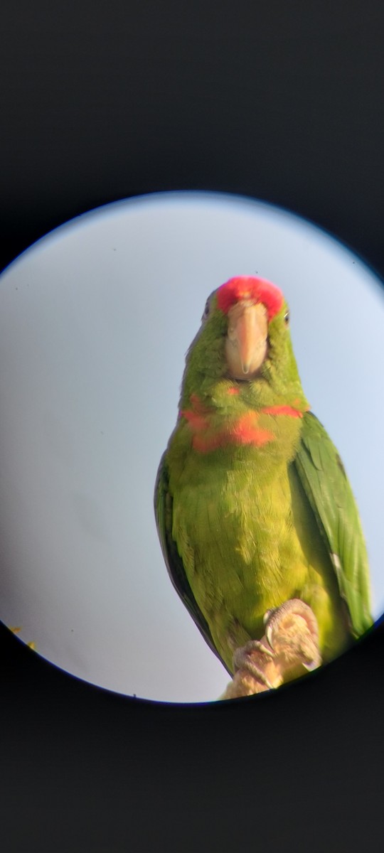 Kolumbiensittich - ML646626699