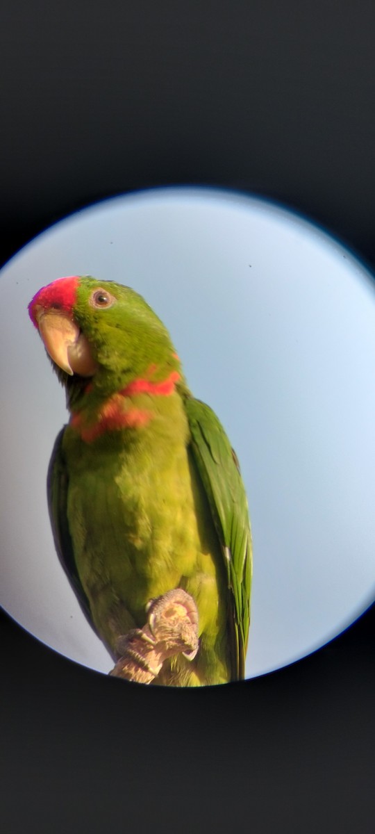 Kolumbiensittich - ML646626700