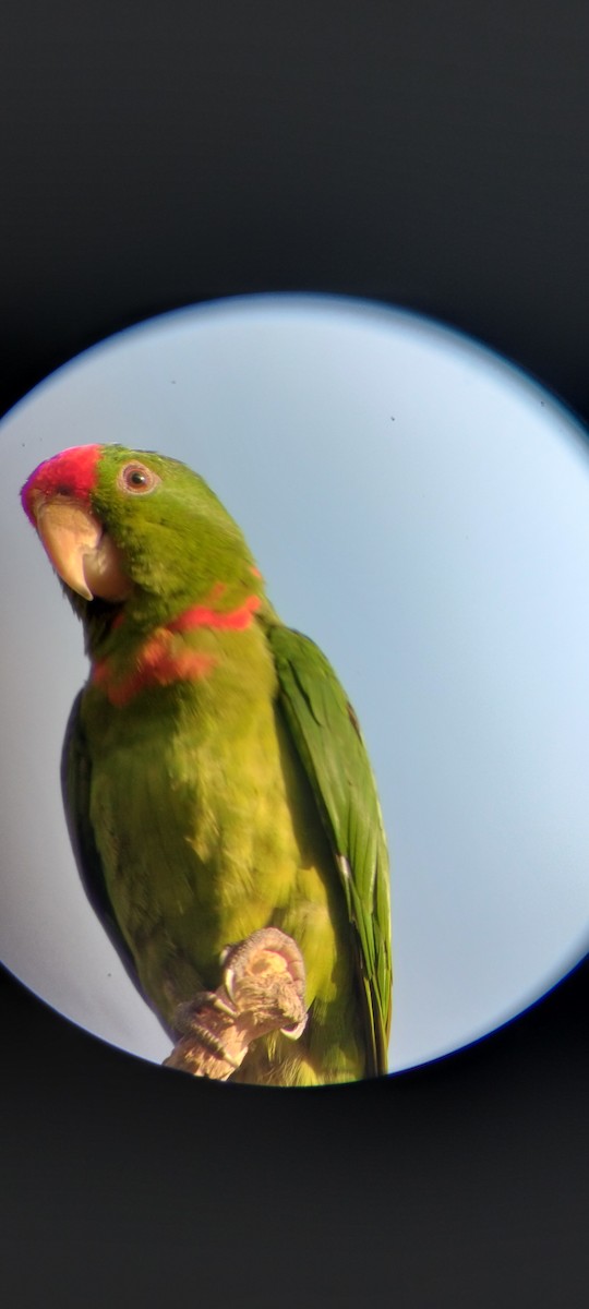 Kolumbiensittich - ML646626701