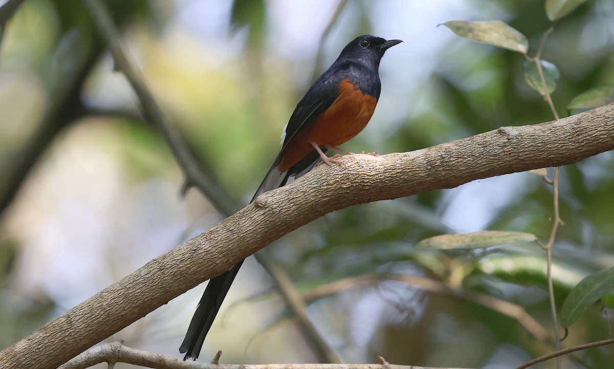 Shama Malabar - ML646626710