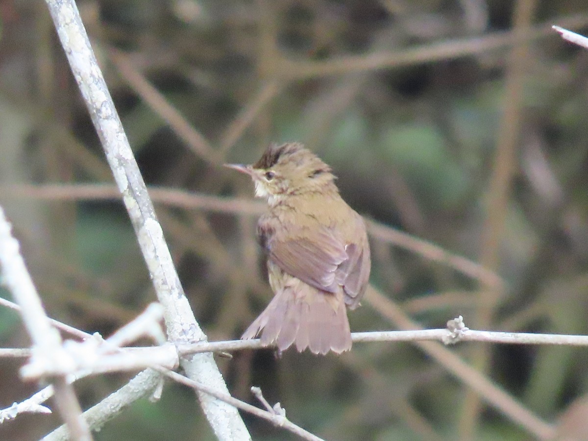 Бутны охил бялзуухай - ML646626714