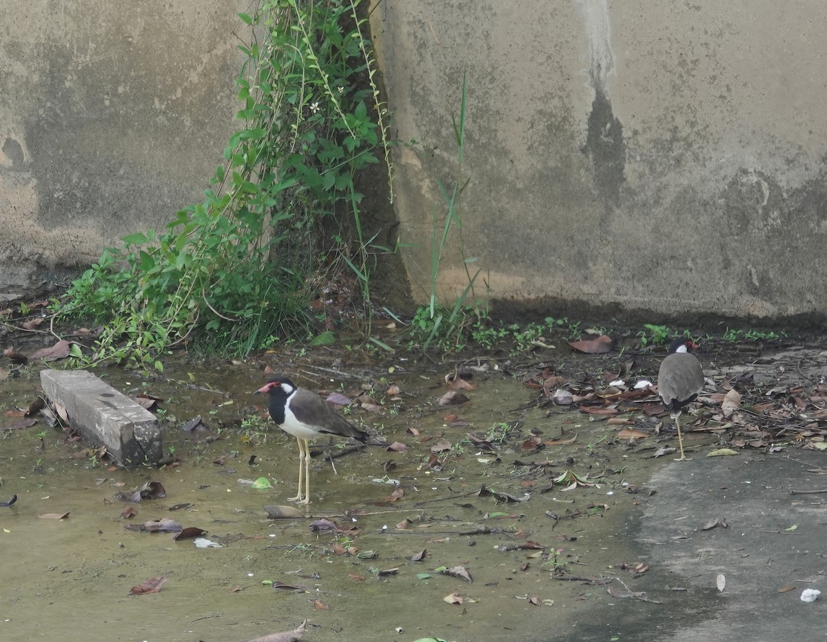 brillevipe - ML646626716