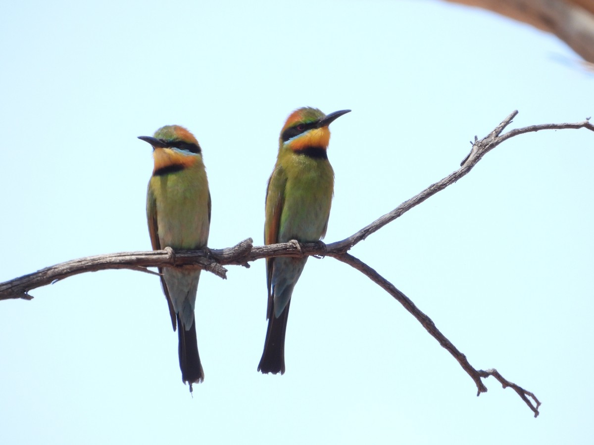 Rainbow Bee-eater - ML646626718