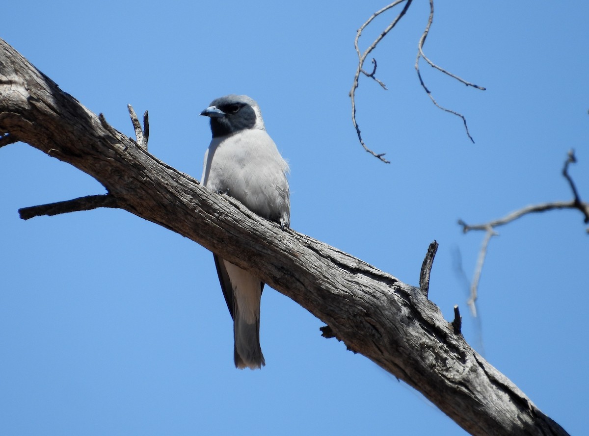 Masked Woodswallow - ML646626727