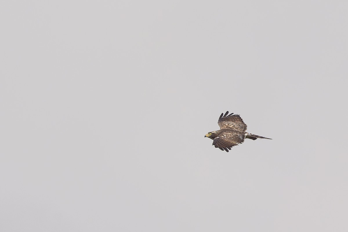 Gray-faced Buzzard - ML646626729