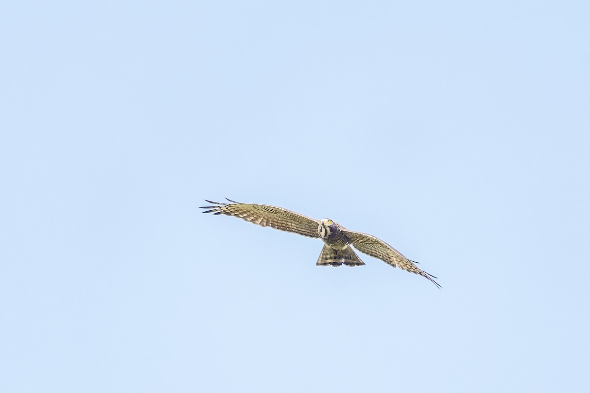 Gray-faced Buzzard - ML646626730