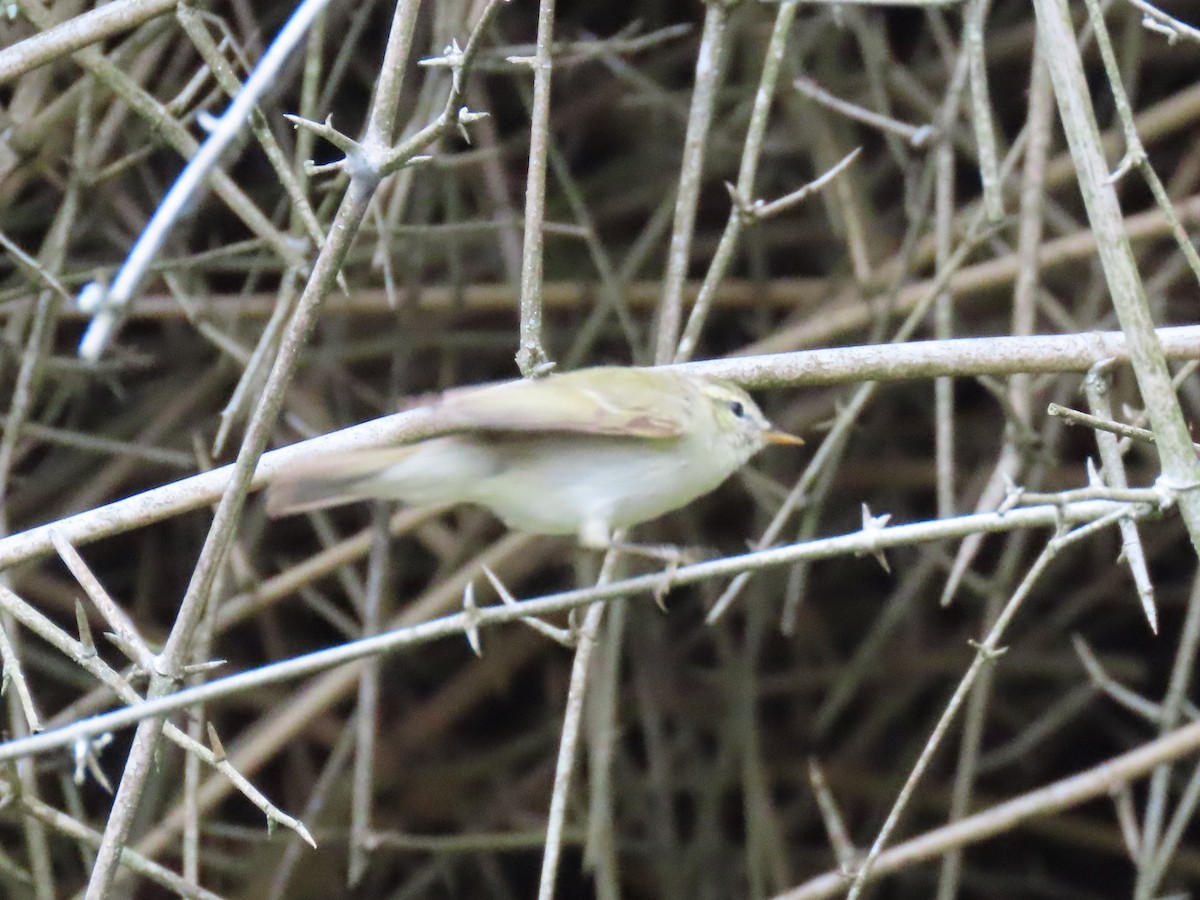 østsanger - ML646626732