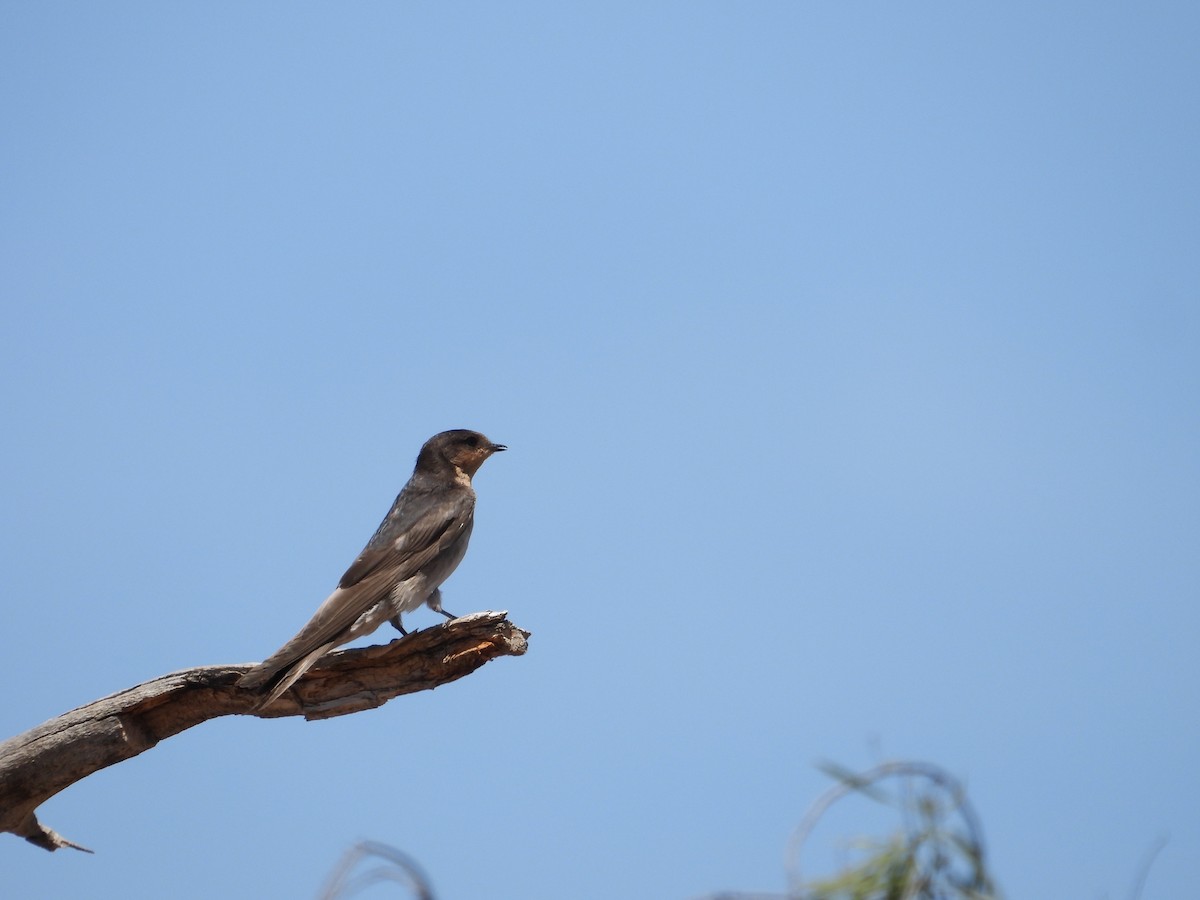 Welcome Swallow - ML646626733