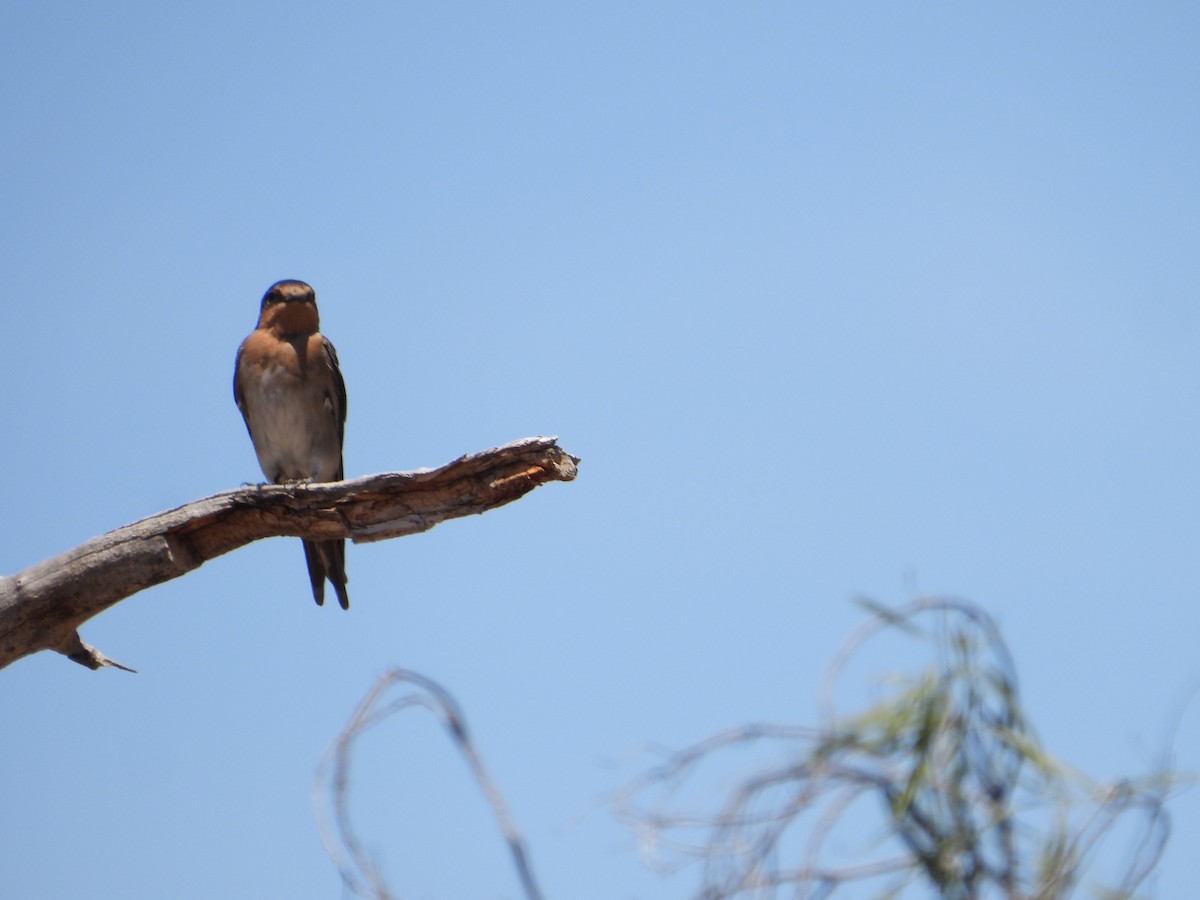 Welcome Swallow - ML646626734