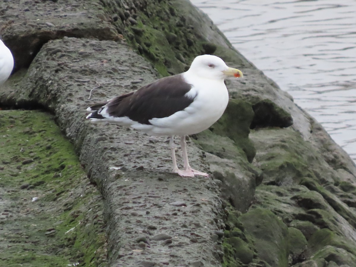 Great Black-backed Gull - ML646626735