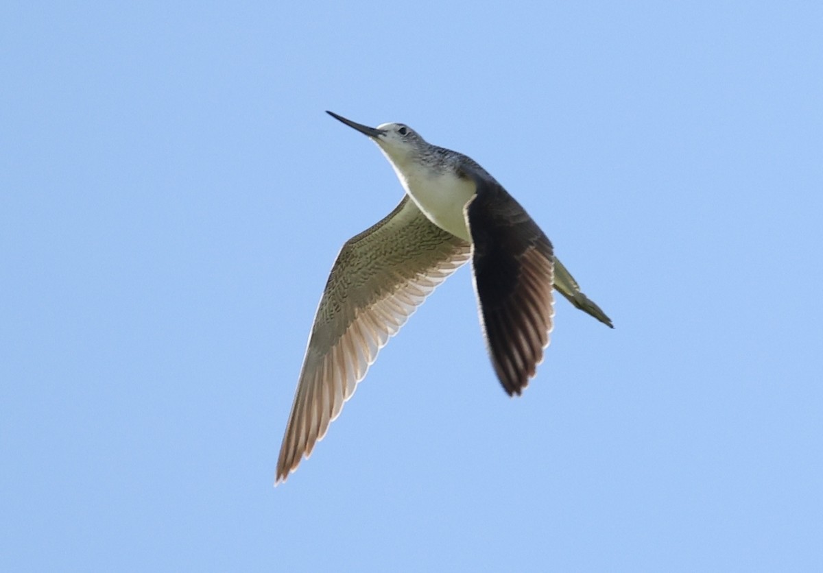 Common Greenshank - ML646626738