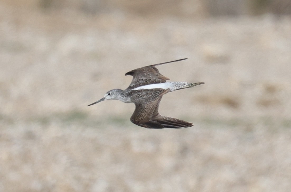 Common Greenshank - ML646626739
