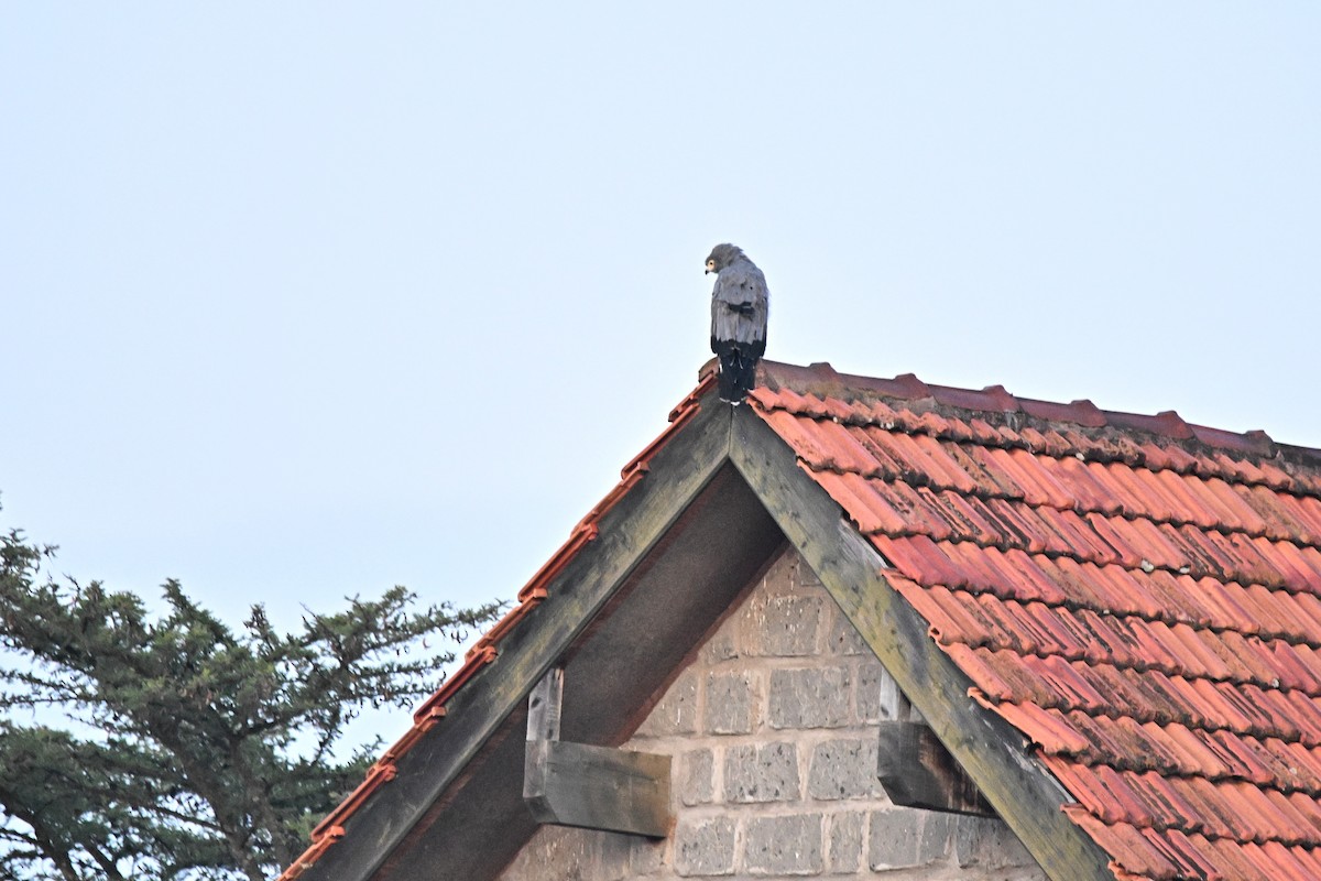 African Harrier-Hawk - ML646626740