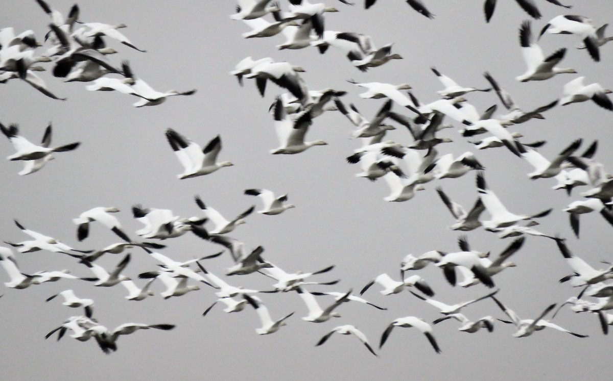 Snow Goose - ML646626785