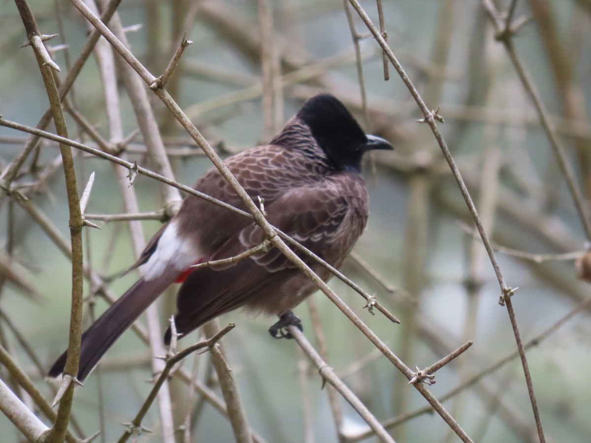 Red-vented Bulbul - ML646626786