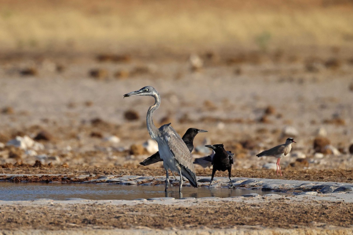 Cape Crow - ML646626787