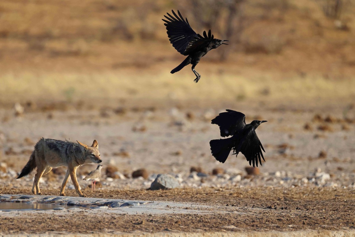 Cape Crow - ML646626788