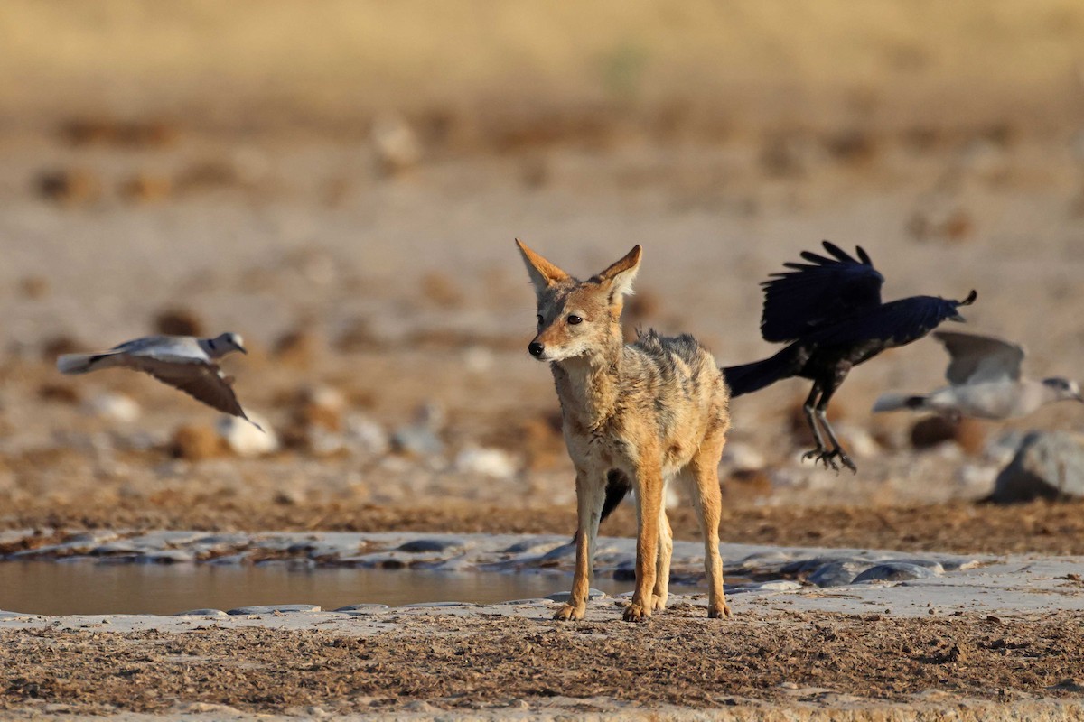 Cape Crow - ML646626789