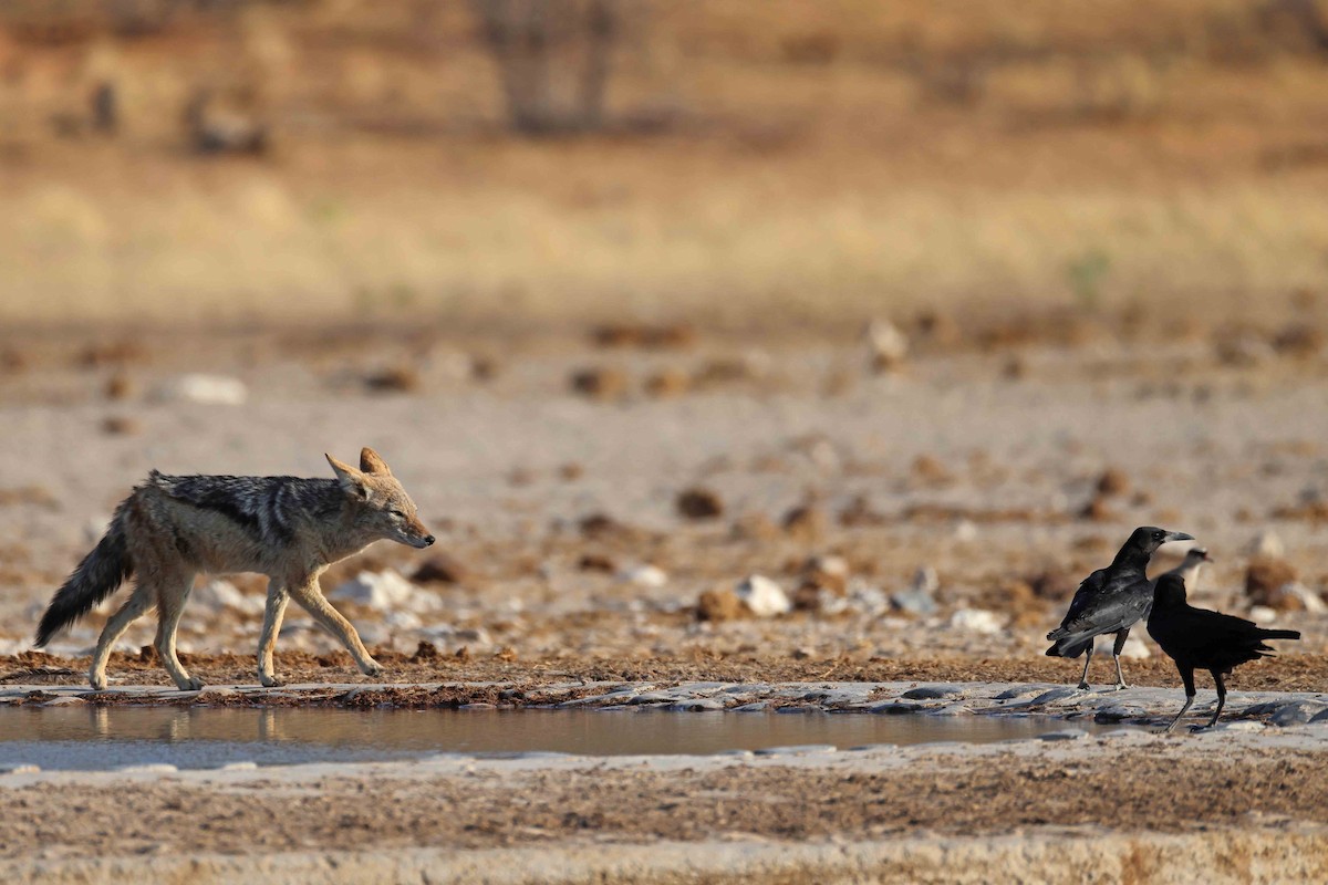 Cape Crow - ML646626790