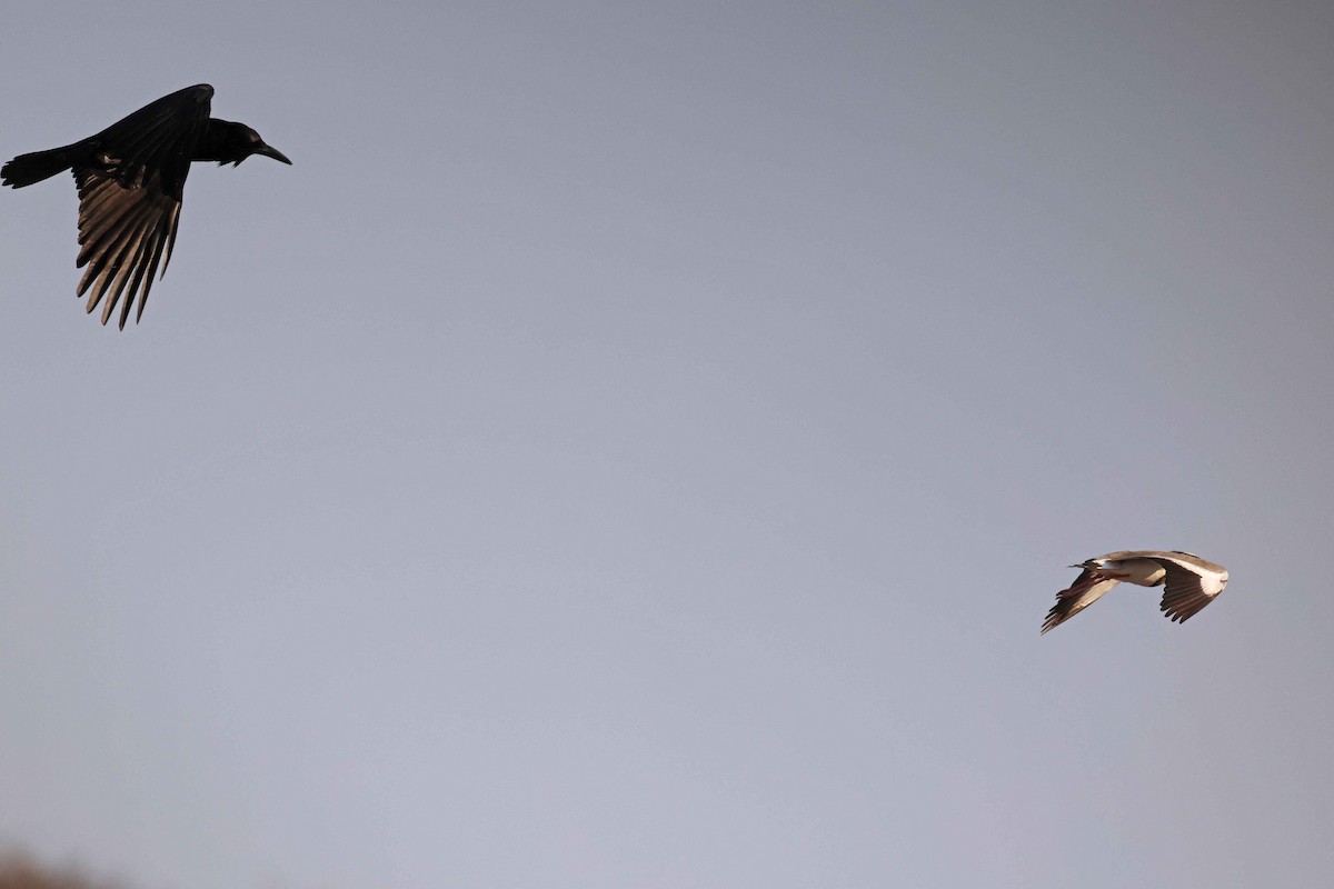 Cape Crow - ML646626791