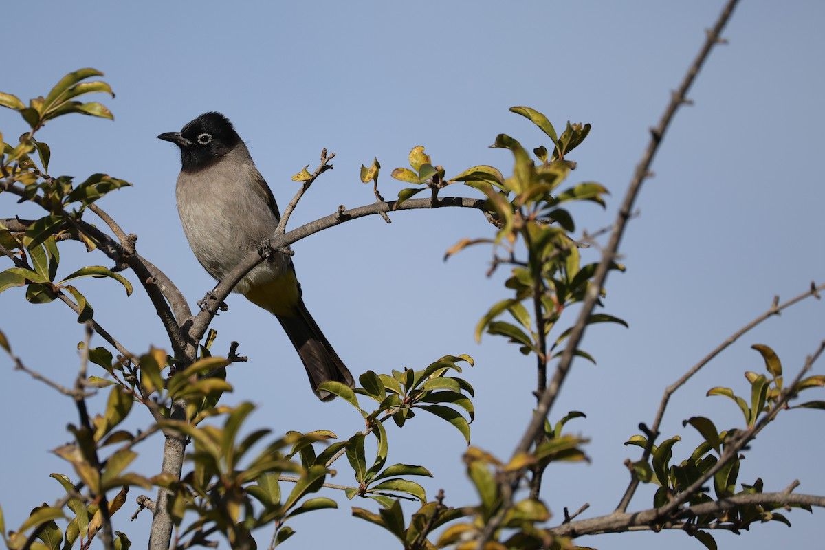 White-spectacled Bulbul - ML646626792