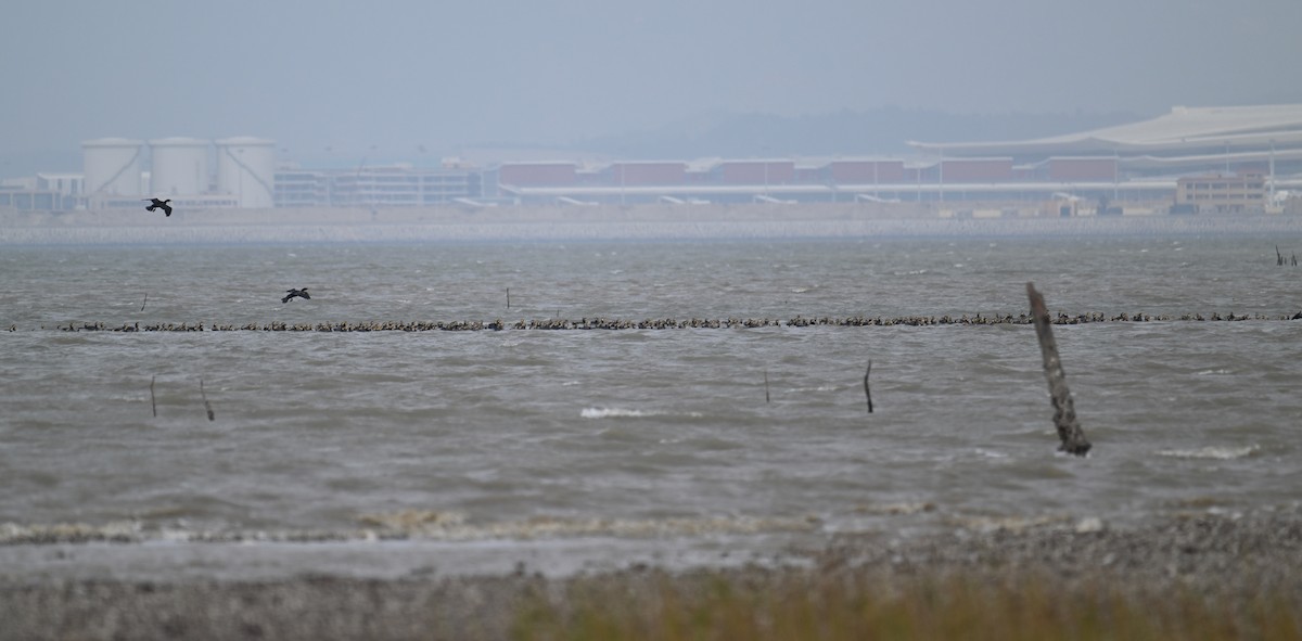 Great Cormorant (Eurasian) - ML646626808