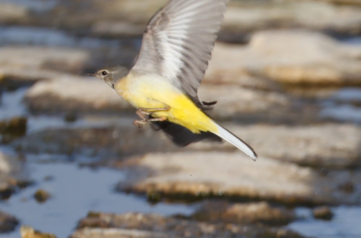 Gray Wagtail - ML646626815