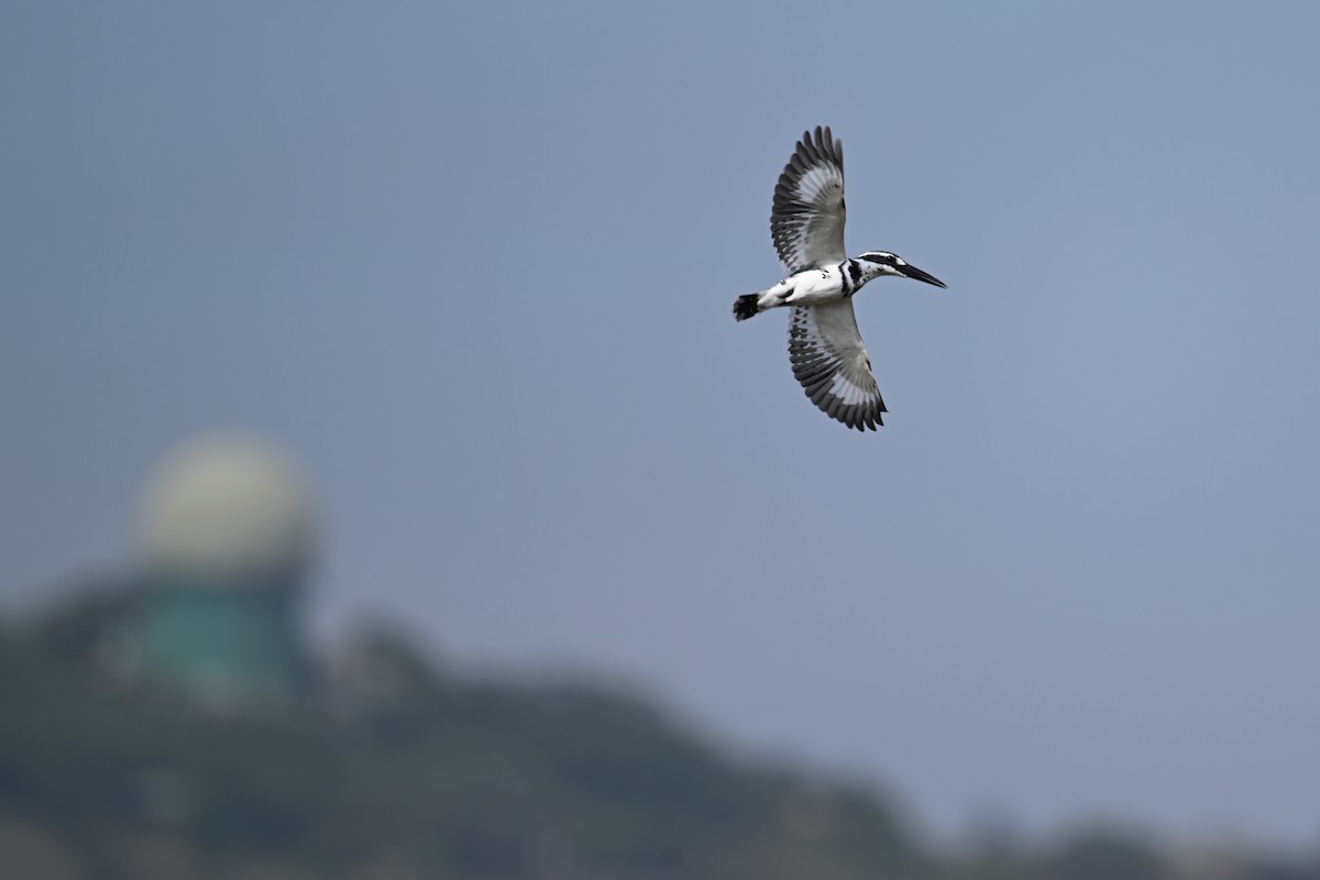 Pied Kingfisher - ML646626818