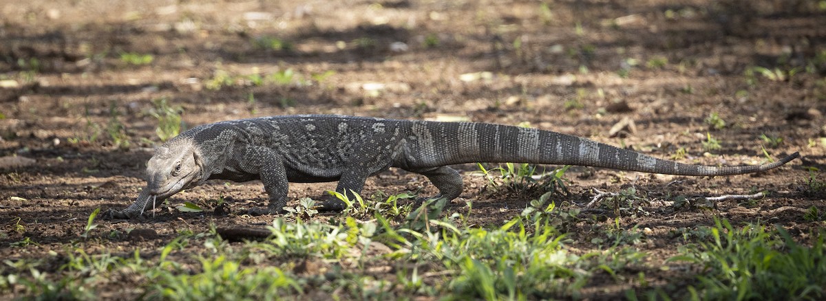 オオトカゲ属 - ML646626820