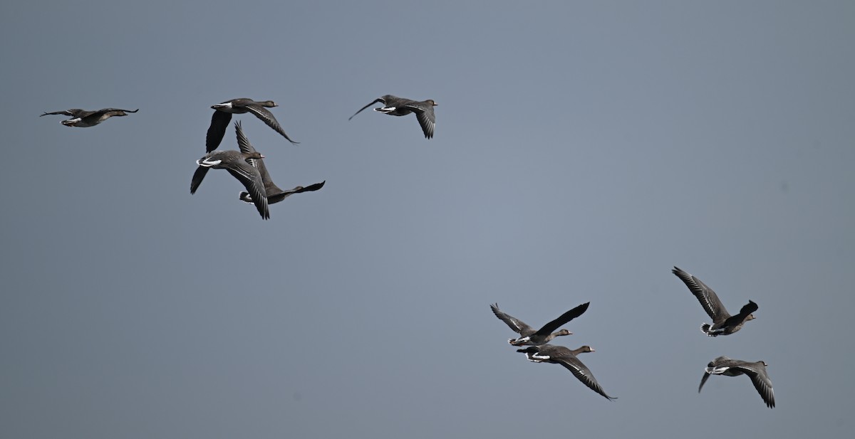 Blässgans - ML646626822