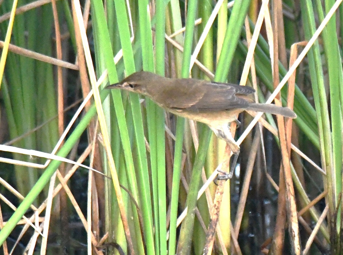קנית אפריקנית - ML646626824