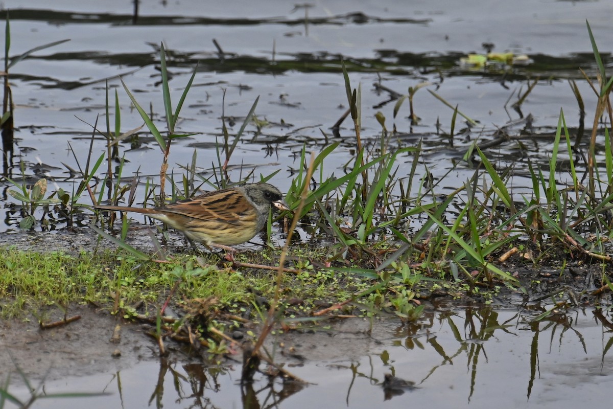 Black-faced Bunting - ML646626825