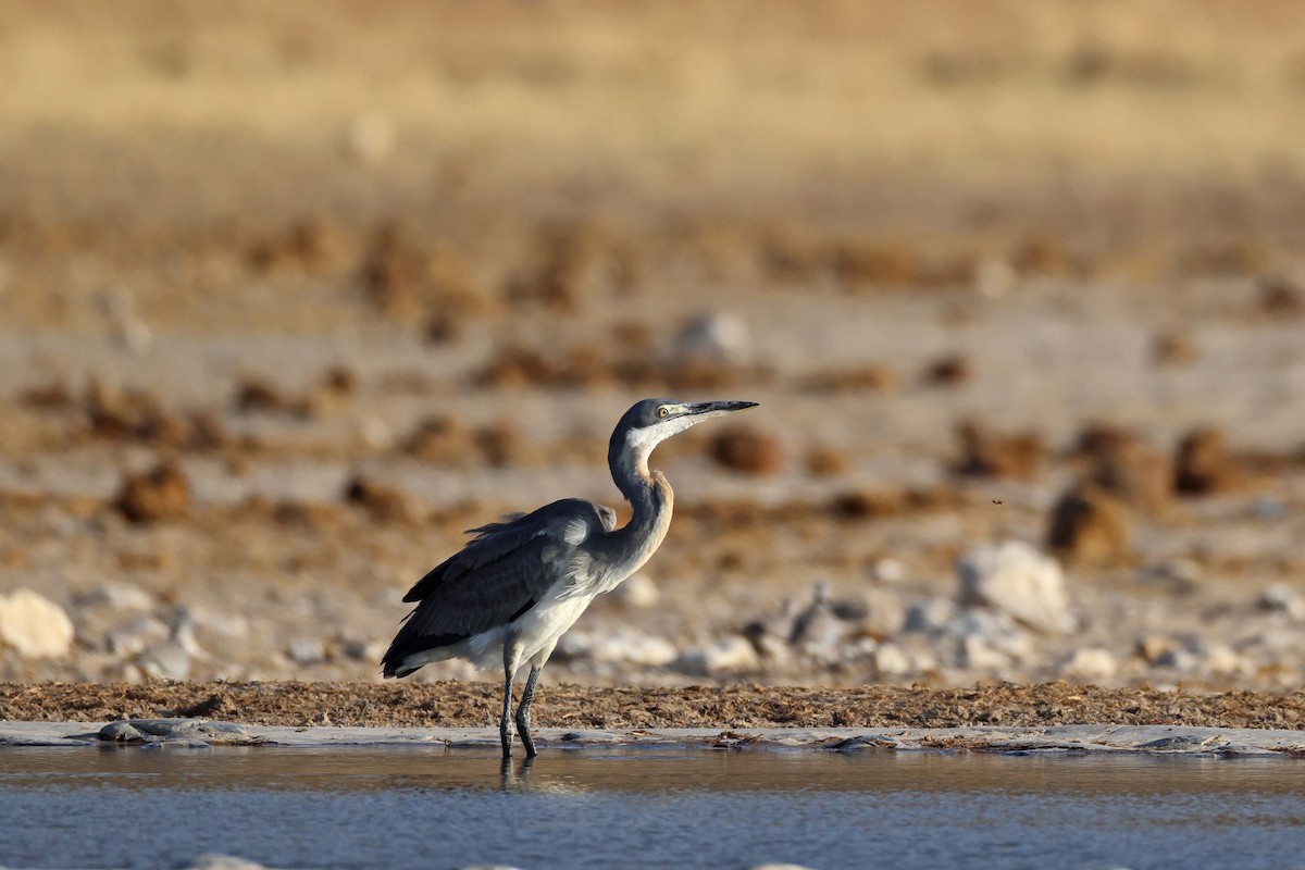 Black-headed Heron - ML646626826