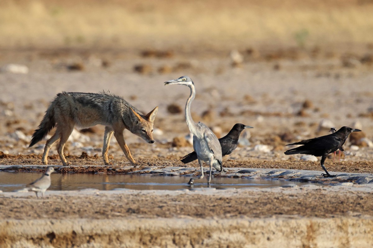 Black-headed Heron - ML646626828