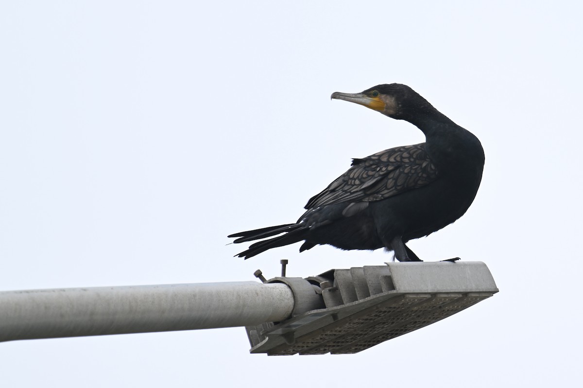 Great Cormorant (Eurasian) - ML646626829