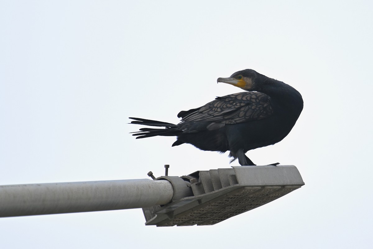 Kormoran (sinensis/hanedae) - ML646626830