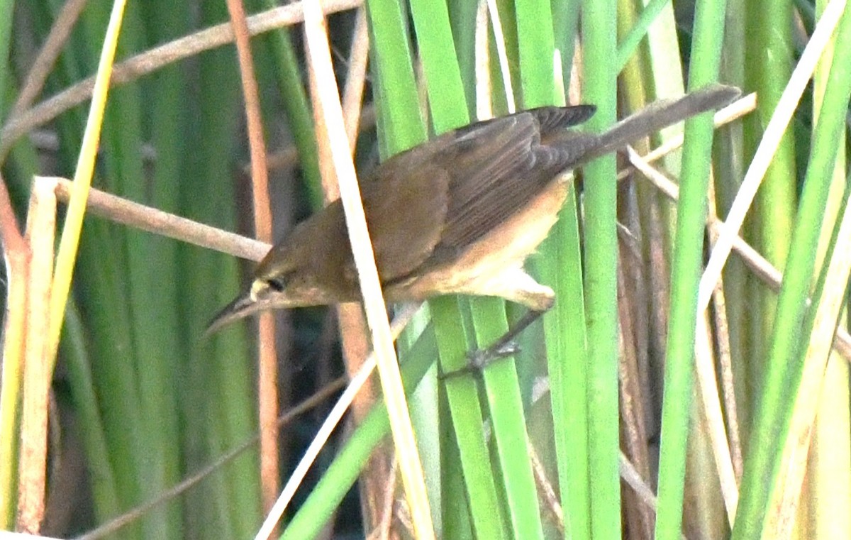 קנית אפריקנית - ML646626831